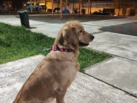 Ücretsiz Golden Retriever Sahiplendirme