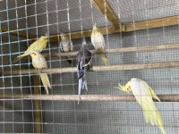 Uygun Muhabbet Kuşu Ve sultan papağanı