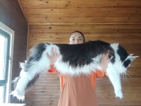 Tüm Aşı Ve Belgeler İle Eksiksiz Kayıtlı Şecereli Maine Coon
