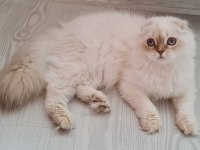 Scottish fold yavrular sahibinden