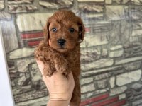 DUNYA TATLISI POODLE MINIKLERIMIZ