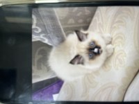 Anne babası orijinal ragdoll yavrumuz 2 aylık oldu