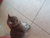 Isparta merkezde british shorthair