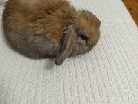 Hollanda lop cüce tavşanlarımız