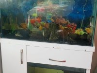 Acil satılık Akvaryum 100 cm iki katlı mobilyalı