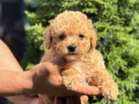 BİBLO MALTİPOO ERKEK