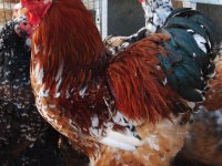 BLUE PORSELEN BRAHMA KULUÇKALIK YUMURTA & CİVCİV
