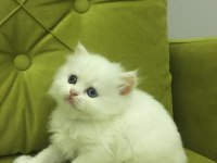 British longhair kız kardeşler