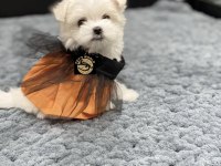 Maltese yavrularımız