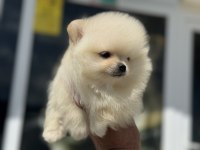 En güzel karbeyaz pomeranian boo yavrularımız