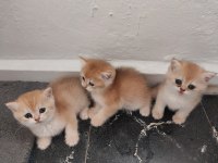 British Longhair Ve British Gold Ny11