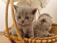 Safkan british shorthair yavrular