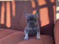BLUE-TAN FRENCH BULLDOG PUPPY