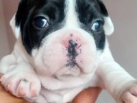 French bulldog köpekler