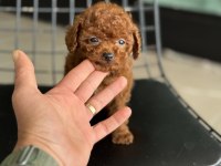 Tea cup kore poodle yavrular petmode den