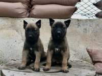 Eğitime Hazır Formunda Belçika Malinois (Dişi)