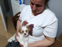 2 aylık sevimli oyuncu maltipoo ceku