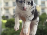 Zeki Ve Sevimli Border Collie Yavrular