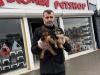Morkie Yavrularımız Mağazamızda Canlı Görün Ankara