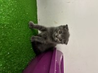 Scottish Fold Kedimiz İçin Ulaşın