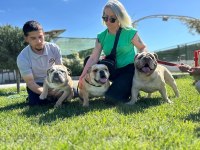 ORİJİNAL IRK ENGLİSH BULLDOG YAVRUMUZ