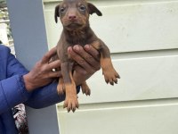 Kızıl Doberman Yavrularımız