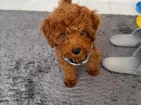 Bakımları Tam Malzemeleri İle Birlikte Bebek Toy Poodle