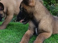 Belçika Malinois Sağlam Kan Güçlü Genetik Bebekler