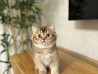 Brıtısh Shorthair Golden Yavrularım 