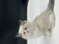 Safkan Ragdoll Bebekleri