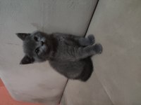 British shorthair yavru