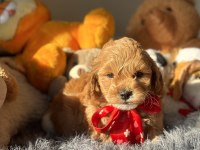 MİNİ MALTİPOO YAVRULARIMIZ