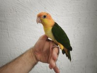 Full Evcil Caique Bebekler