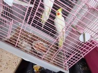 Acil satılık takım sultan papağanı erkek konuşuyor