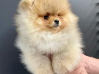 TEDDY BEAR POMERANİAN YAVRULARI