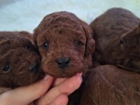 Toy poodle yavrularımız yeni yuvasını arıyor