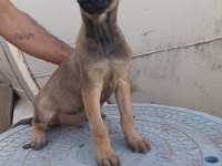 BELÇİKA KURDU ZEKA KÜPÜ ERKEK YAVRU