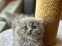 Scottish fold long hair yavrularım