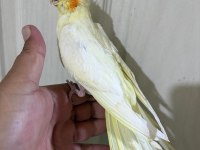53 GÜNLÜK EVCİL LUTİNO BEBEK SULTAN PAPAĞANI