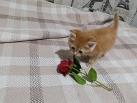 2 Aylık Kedimiz