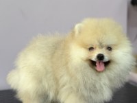 ORANGE POMERANİAN BOO GÜLEN YÜZ