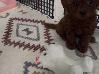 TEACUP POODLE DİŞİ YAVRU