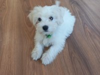 Bir buçuk aylık maltese terrier