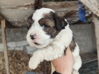 Maltese terrier yavrular