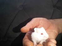Hamster Gonzales Suriye Anaç ve yavrular