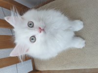 British longhair pendik beyaz