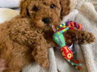 Toy poodle yavrularımız