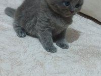 British shorthair kedisi yavrular