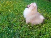 1 Erkek 2 Dişi Pomeranian Boo Yavrular