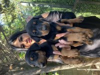 Sağlık ve ırk garantili doberman yavrularım